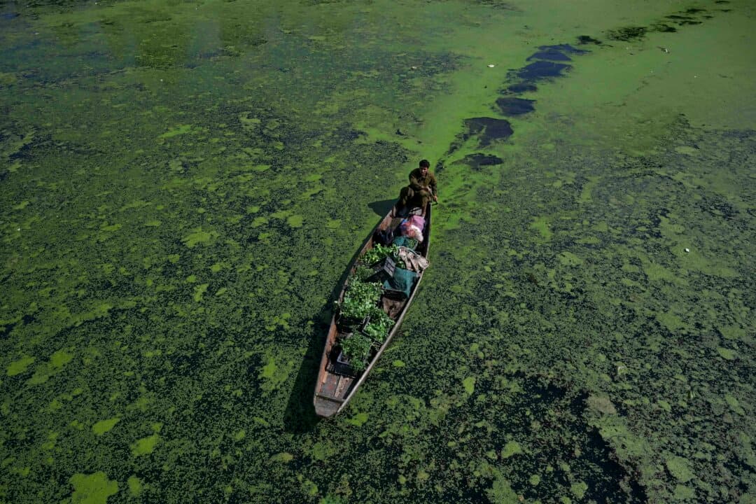 A man rows his boat carrying vegetables through the polluted area of the iconic Dal Lake in Srinagar, India, on May 14, 2026. (Tauseef Mustafa/AFP via Getty Images)