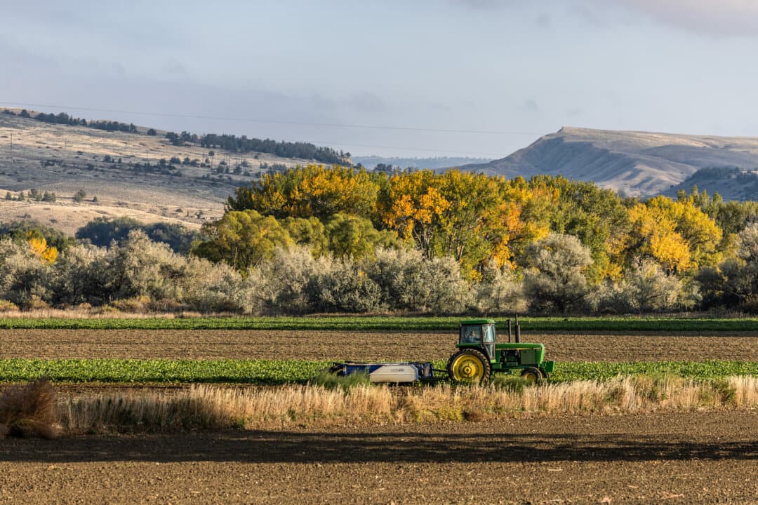 A farmer uses a tractor in southwestern Montana on Oct. 14, 2025. Bob Quinn, a biochemist and regenerative organic farmer in Big Sandy, Montana, said when he ventured into regenerative farming, people thought he had lost his mind. (John Fredricks/The Epoch Times)