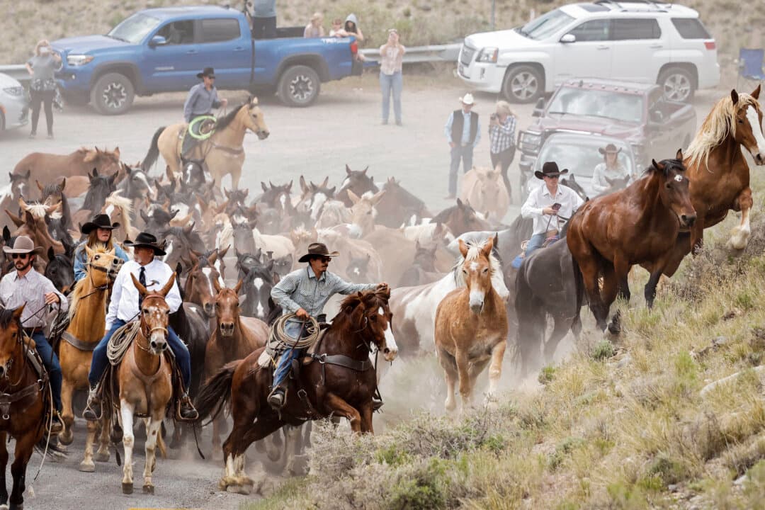 Horseback riders participate in the Hell’s A-Roarin’ Horse Drive, a fundraiser for disabled veterans, in the gateway town of Gardiner, Mont., on May 23, 2026. Every Memorial Day weekend, owners Warren and Susan Johnson drive their horses and mules from the Gardiner Rodeo Grounds out to the Johnson’s ranch, located about one-half mile from Yellowstone National Park, for the summer. (Mario Tama/Getty Images)