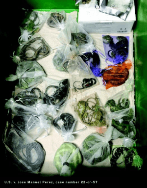 Jose Manuel Perez, 34, of Oxnard, Calif., pleaded guilty in August 2022 to one count of smuggling goods into the U.S. and one count of wildlife trafficking. (U.S. Department of Justice)