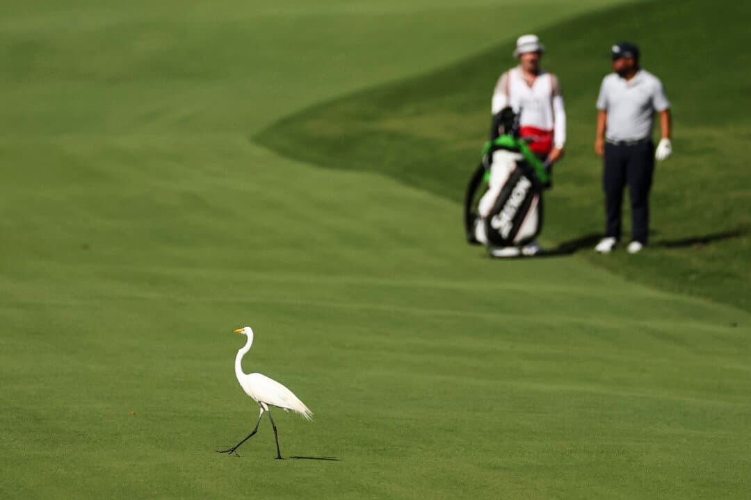 A Great Egret crosses the 18th fairway ahead of J.J. Spaun of the United States during the second round of the Charles Schwab Challenge 2026 at Colonial Country Club in Fort Worth, Texas, on May 29, 2026. (Stacy Revere/Getty Images)