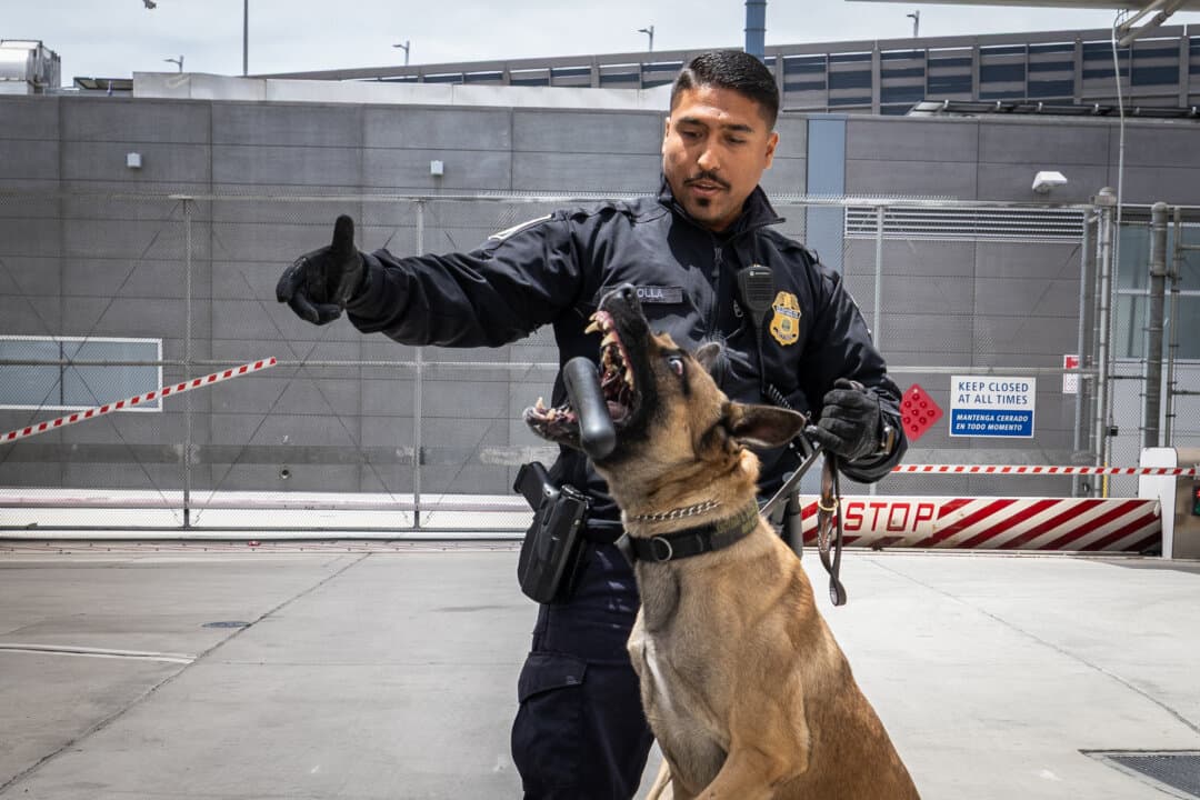 A U.S Customs and Border Protection K-9 unit trains while monitoring border traffic outside of San Diego on May 26, 2026. (John Fredricks/The Epoch Times)