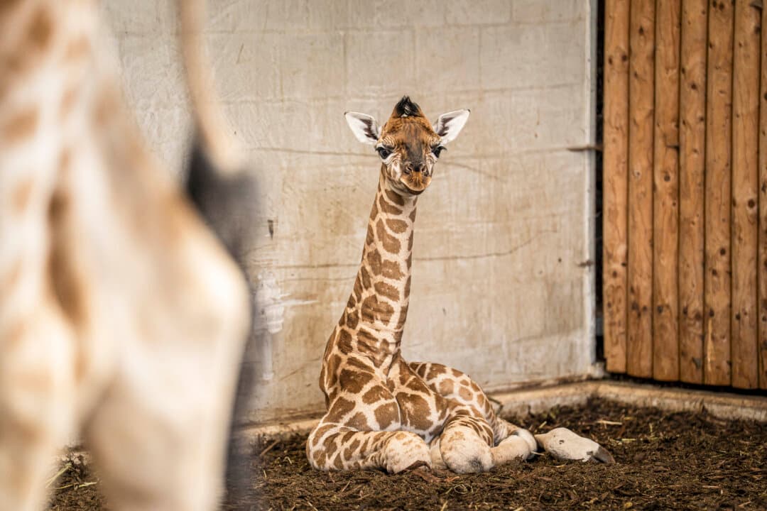 A male baby giraffe named Kenyi born a few days ago on May 28, looks on while sitting in the giraffe stable at the Wildlands Zoo, in Emmen, Netherlands, on June 1, 2026. (Jaspar Moulijn/ANP/AFP via Getty Images)