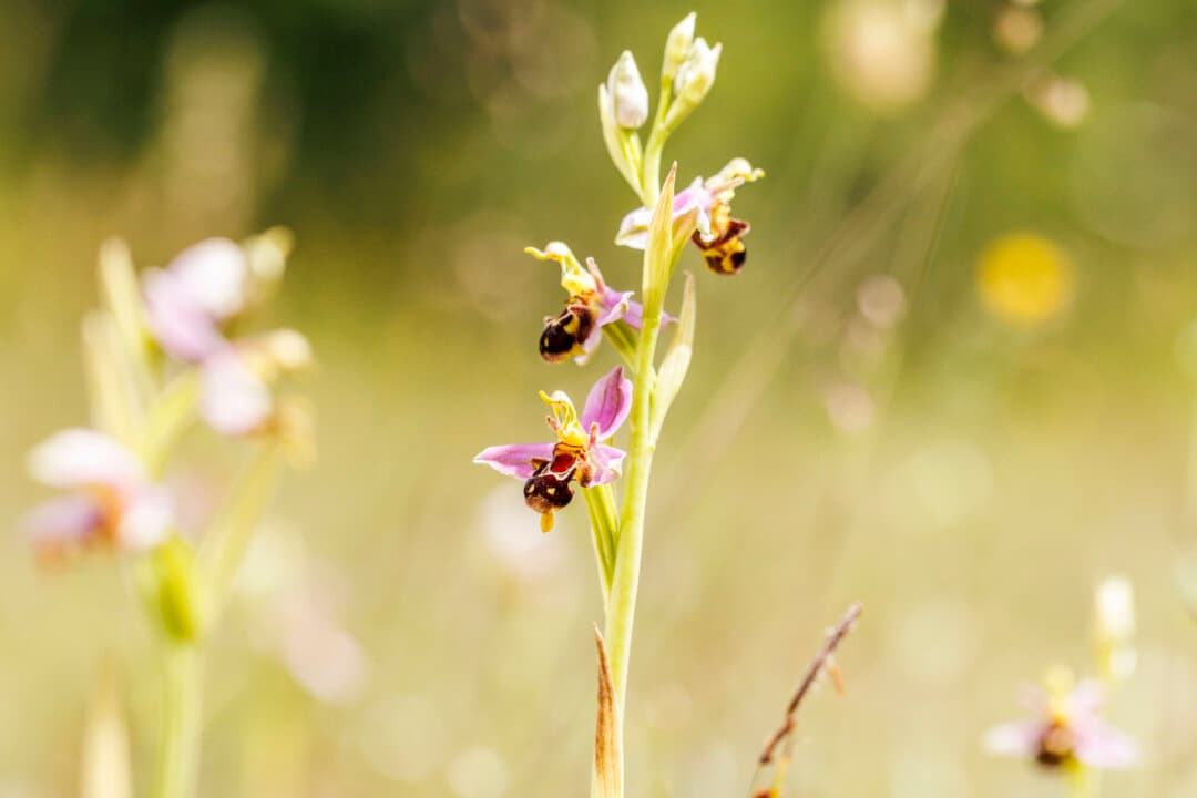 Bee orchids grow on Hutchinson’s Bank in New Addington, England, on June 1, 2026. Hutchinson’s Bank, which is managed by the London Wildlife Trust (LWT), is a large area of secluded chalk grassland and woodland, and one of the best spots in the whole of the United Kingdom to see butterflies, as well as other rare insects and plants. (Dan Kitwood/Getty Images)