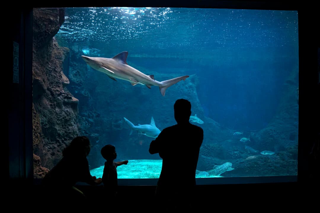 Tourists stand in front of a seawater tank containing marine life at the CRETAquarium in Heraklion, on the island of Crete, on June 2, 2026. (Angelos Tzortzinis/AFP via Getty Images)