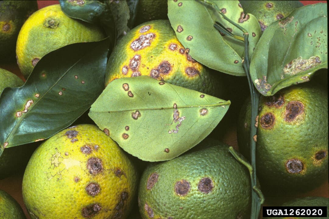 Fruit shows signs of citrus canker disease. The disease causes raised, corky lesions, making fruit unmarketable. (Timothy Schubert, CC BY 3.0 US)