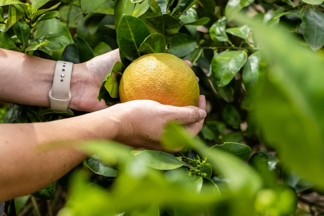 (Top) Katie and Shane Bevilacqua toss freshly picked grapefruit grown at their farm, Golden Ridge Groves, in Bartow, Fla., on March 3, 2026. The Bevilacquas have a public market nestled alongside berry fields where customers can pick their own baskets of fruit. (Bottom Left) Katie Bevilacqua inspects grapefruit grown at her farm, Golden Ridge Groves, in Bartow, Fla., on March 3, 2026. Citrus greening has slashed U.S. grapefruit production by 88 percent since 2000. (Bottom Right) Katie Bevilacqua inspects grapefruit grown at her farm, Golden Ridge Groves, in Bartow, Fla., on March 3, 2026. The Bevilacquas say they're optimistic that their new approach could save their trees from citrus greening. (Natasha Holt/The Epoch Times)