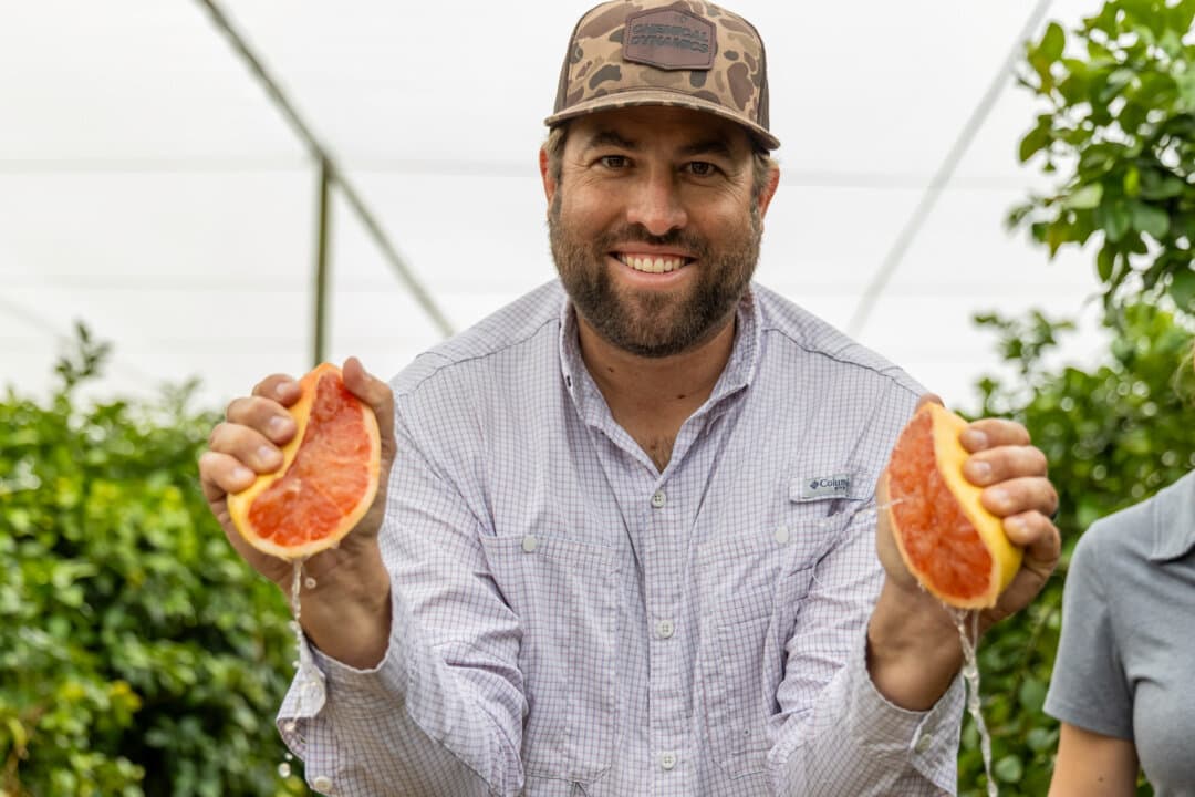 Shane Bevilacqua squeezes the halves of a sliced grapefruit to inspect the inside at Golden Ridge Groves in Bartow, Fla., on March 3, 2026. Large tent-like covers protect Bevilacqua's trees from the Asian citrus psyllid. (Natasha Holt /The Epoch Times)