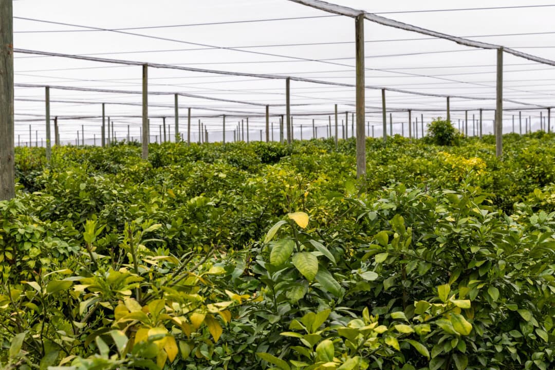 (Top) Katie and Shane Bevilacqua work together growing citrus at their farming operation, Golden Ridge Groves, in Bartow, Fla., on March 3, 2026. The couple are trailblazing a new approach to fighting citrus greening. (Bottom) Grapefruit grows under protective mesh at Golden Ridge Groves in Bartow, Fla., on March 3, 2026. The massive tents replace individual protective covers, which protect trees when they are young but not in later stages of growth. (Natasha Holt/The Epoch Times)