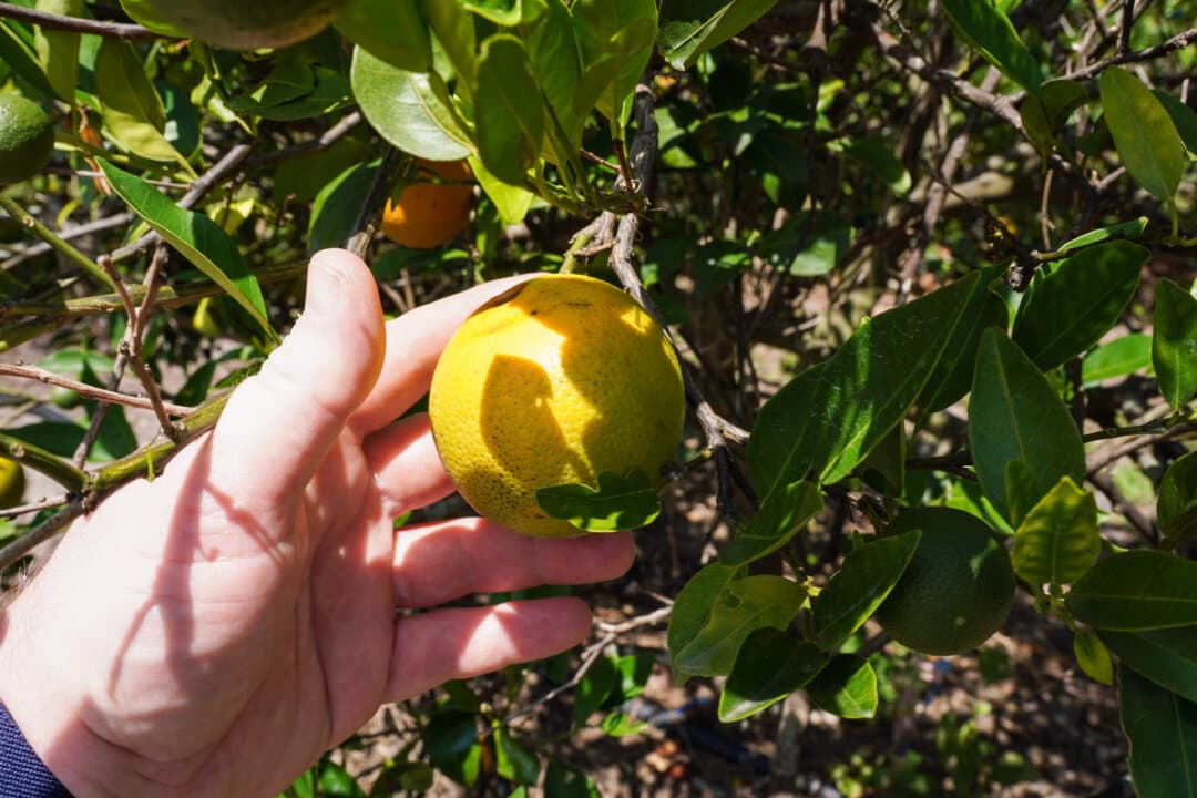 (Top) An orange sapling under a protective mesh cover grows next to an orange tree that succumbed to citrus greening, at the Tillett family farm, in Terra Ceia, Florida, on May 21, 2026. Citrus greening causes rapid root loss, draining the life from healthy trees as they struggle to absorb and retain nutrients. (Bottom Left) An orange growing on a tree impacted by citrus greening at the Tillett family farm in Terra Ceia, Florida, on May 21, 2026. What was once 600 acres of citrus trees in the 1970s has now dwindled to five. (Bottom Right) Lifelong farmer Sidney Tillett shows orange leaves that have grown asymmetrically due to citrus greening, with divots from Asian citrus psyllid bites, at his farm in Terra Ceia, Florida, on May 21, 2026. The destruction of Florida’s citrus industry kicked into high gear in 2005 when disease spread by the Asian citrus psyllid surfaced in the United States. (Jacob Burg/The Epoch Times)