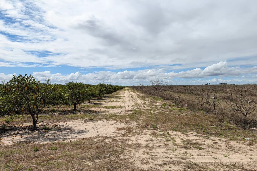 A plot of healthy orange trees is seen next to a large field of dead orange trees at a farm in Bartow, Florida, on March 3, 2026. Even before the recent energy cost hike, greening had already ballooned the price of growing oranges in Florida. (Jacob Burg/The Epoch Times)
