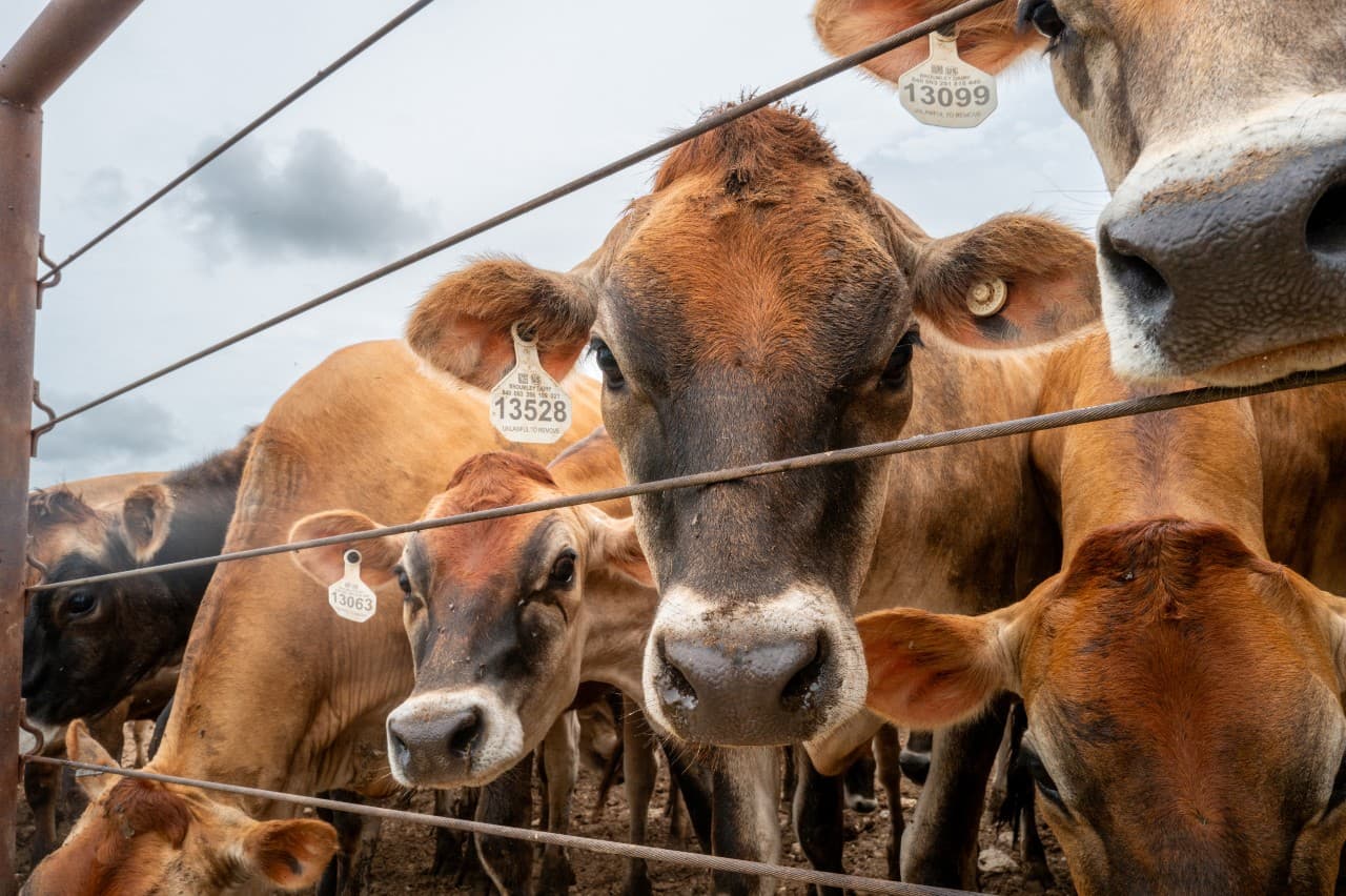 Cattle are herded in a stable in Hamilton, Texas, on June 5, 2026. U.S. Secretary of Agriculture Brooke Rollins has confirmed the detection of the New World screwworm—a parasitic fly whose larvae feed on the living tissue of warm-blooded animals—in a cow in Zavala County, Texas. (Brandon Bell/Getty Images)