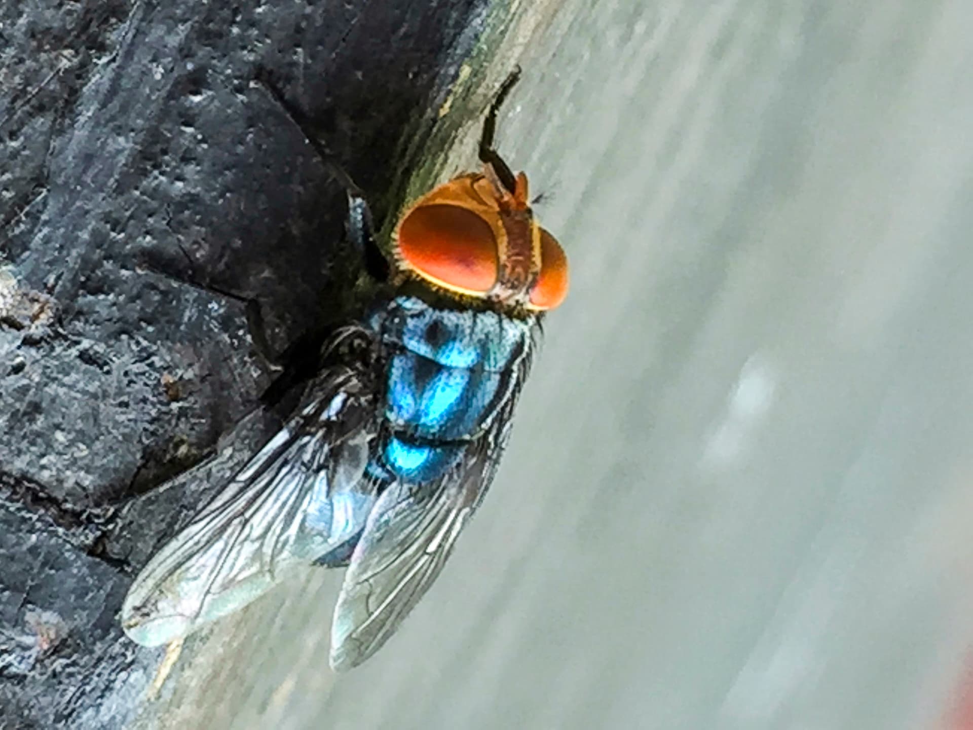 An adult New World screwworm fly, in this undated photo. (Denise Bonilla/U.S. Department of Agriculture via AP)