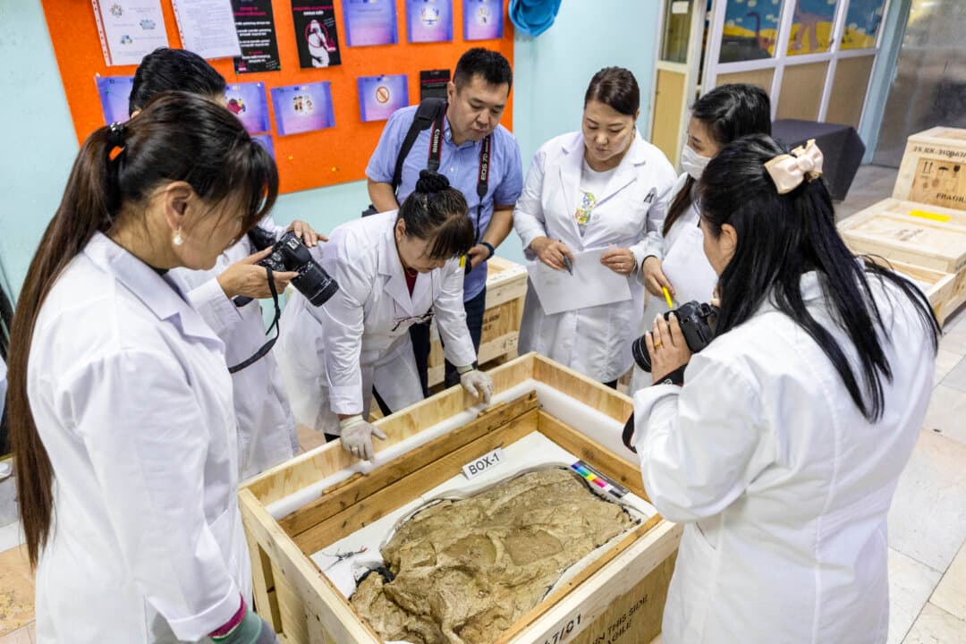 Mongolian officials show a Tarbosaurus dinosaur fossil to media during a handover ceremony in Ulaanbaatar, Mongolia, on June 11, 2026. Mongolia has recovered a rare Tarbosaurus bataar skeleton and dozens of other dinosaur fossils that were illegally exported and later seized in France, authorities said, concluding a 13-year effort to return the paleontological treasures to their country of origin. (Byambasuren Byamba-Ochir/AFP via Getty Images)