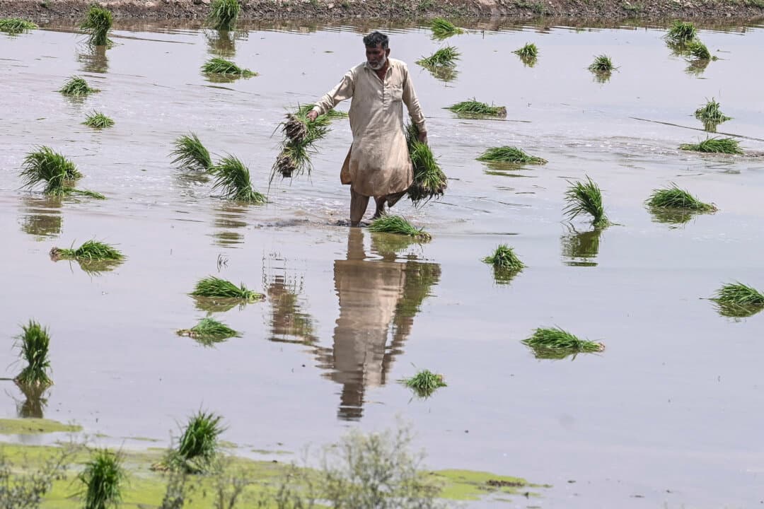 A farmer plants rice saplings at a field on the outskirts of Lahore, Pakistan, on June 11, 2026. (Arif Ali/AFP via Getty Images)