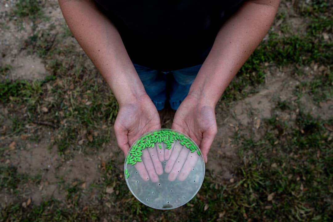 A U.S. Department of Agriculture employee holds sterile New World Screwworm (NWS) pupae during a press conference where a crate of 80,000 sterile NWS pupae is installed at Chapparosa Ranch in La Pryor, Texas, on June 11, 2026. The first case of New World Screwworm infection, since its eradication in 1966, was reported in Texas last week. According to the USDA, releasing sterile flies will help suppress reproduction because female NWS flies mate only once. The sterile pupae are dyed green to distinguish them from non-sterile flies. (Joel Angel Juarez/Getty Images)
