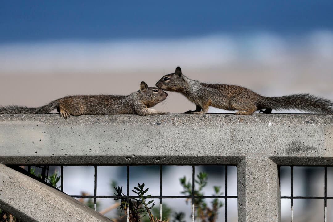 Squirrels gather on a rail at Palisades Park in Santa Monica, Calif., on June 10, 2026. (Justin Sullivan/Getty Images)