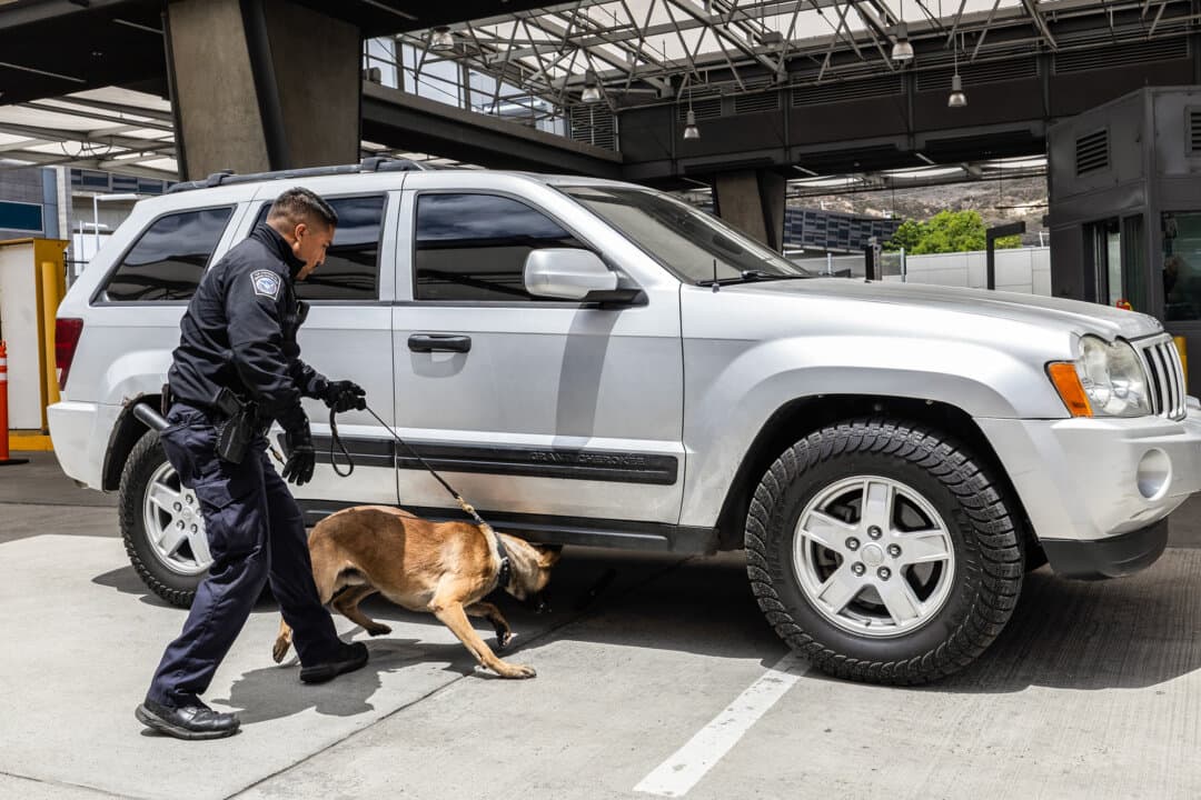 A U.S. Customs and Border Protection K9 unit checks a vehicle at the U.S.–Mexico port of entry outside San Diego on May 26, 2026. Before reaching an officer for inspection, drivers and vehicles are screened by roving K9 teams and density readers. (John Fredricks/The Epoch Times)