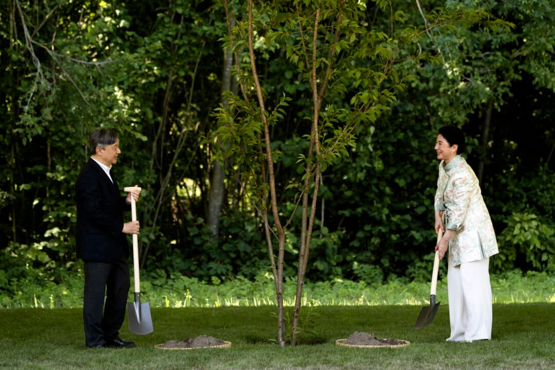 Emperor Naruhito and Empress Masako of Japan plant a ceremonial cherry tree in the Cherry Blossom Park (Bloesempark) within the Amsterdamse Bos park in Amstelveen, Netherlands, on June 19, 2026. (Lina Selg/AFP via Getty Images)