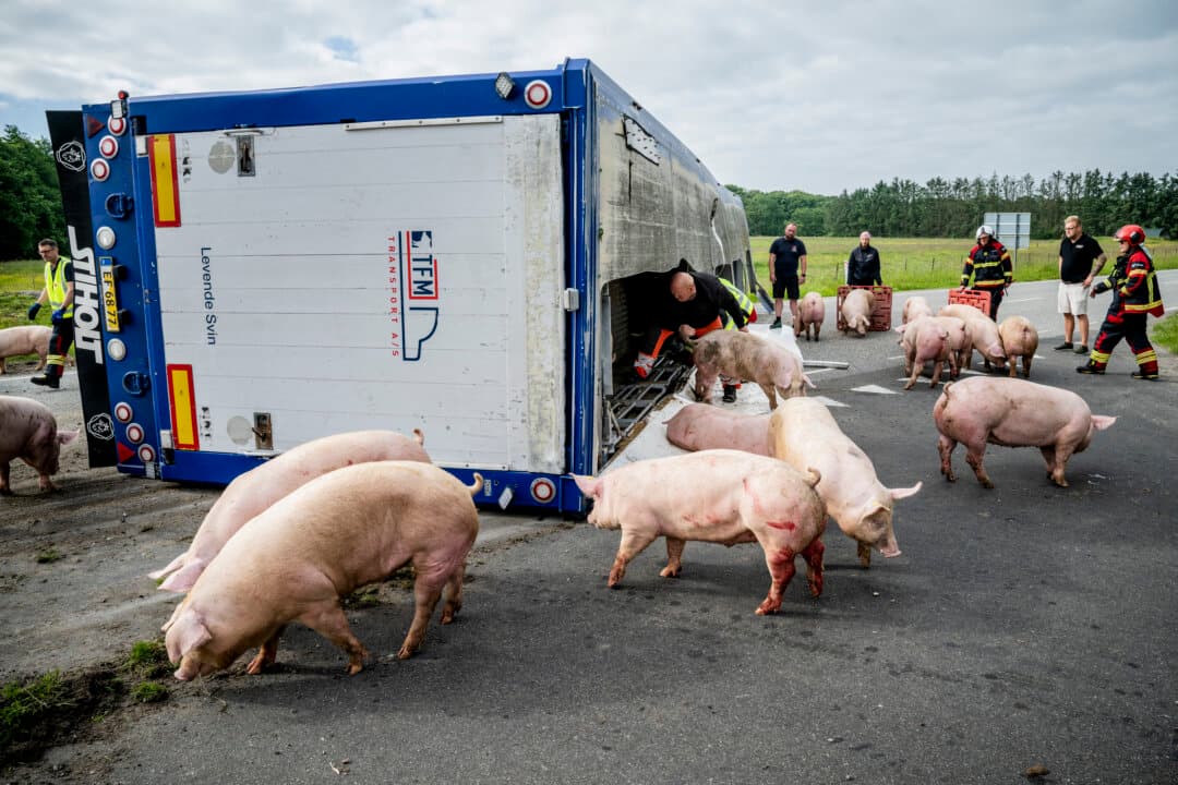 Pigs roam nearby as firefighters work at the site of an overturned truck that was transporting livestock on Thisted Landevej between the towns of Aabybro and Birkelse in Vendsyssel, Denmark, on June 19, 2026. According to Danish media, the truck was carrying around 190 pigs. (Martin Damgaard/Ritzau Scanpix/AFP via Getty Images)