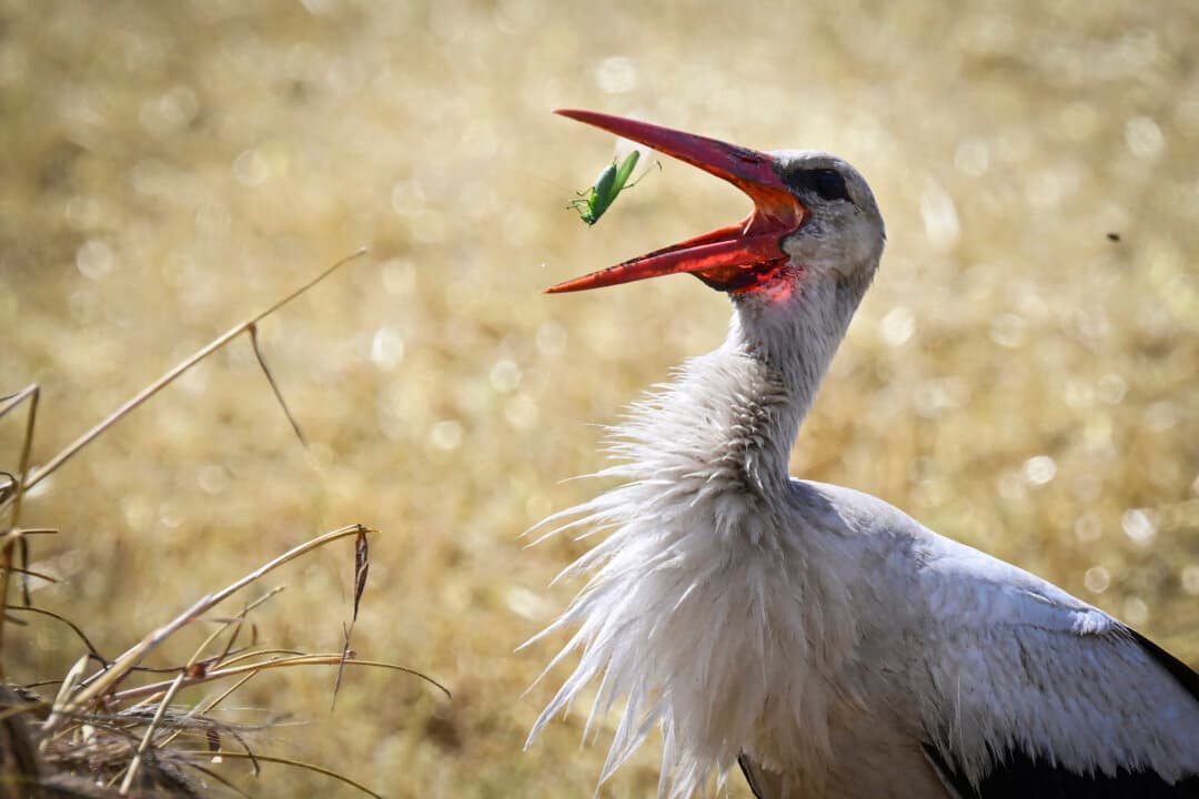 A stork eats a locust in a wheat field after a harvester cuts the crops near Manastirea village, Romania, on June 19, 2026. Romanian farmers have had to start the annual grain harvest weeks earlier than usual due to an intense early-summer heatwave and prolonged drought conditions that are threatening crop yields across the region. (Daniel Mihailescu/AFP via Getty Images)