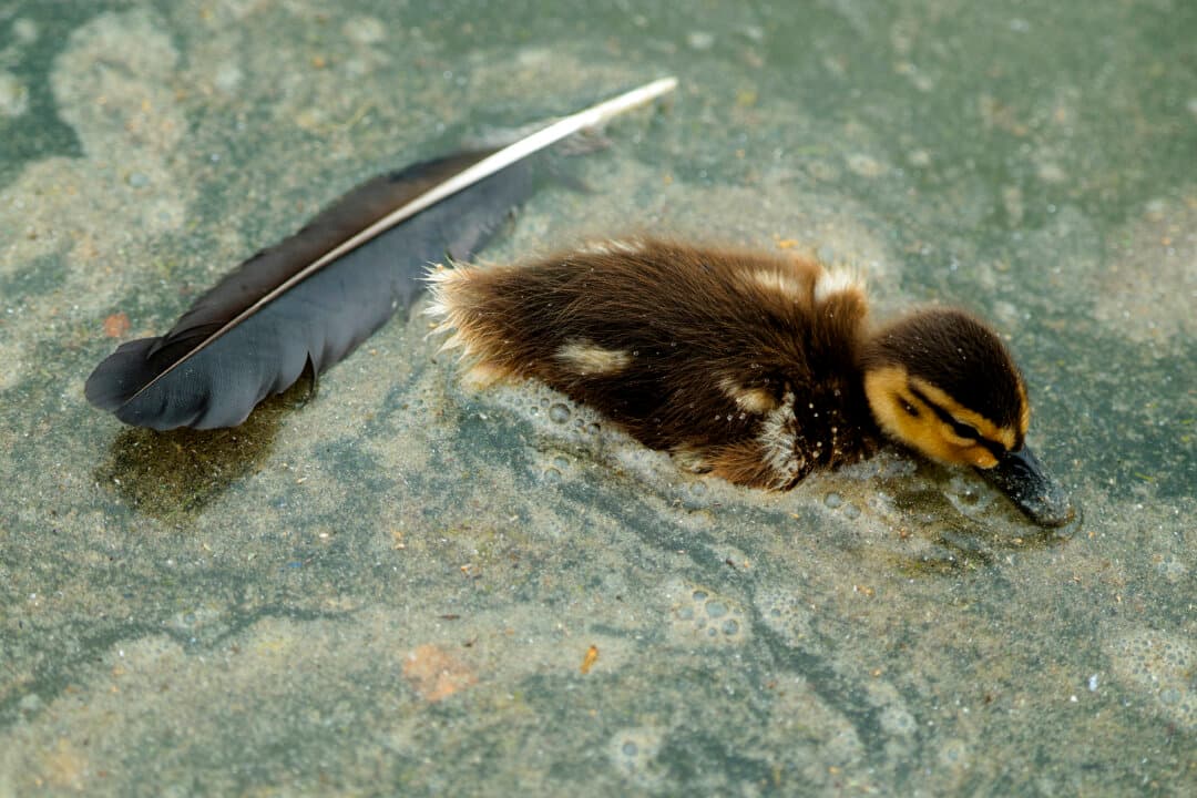 A duckling swims through algae in the Lincoln Memorial Reflecting Pool in Washington on June 19, 2026. The National Park Service teams are working to control and remove the algae bloom that has turned the pool green following the Trump administration's recent $14 million repair, resealing, and painting project. (Chip Somodevilla/Getty Images)