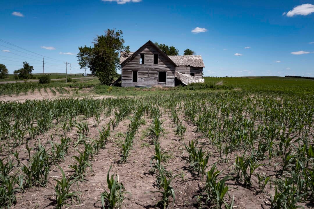 Corn grows in a farm field near Weissert, Neb., on June 14, 2026. According to the U.S. Drought Monitor, more than 80 percent of Nebraska is experiencing moderate to exceptional drought conditions, severely impacting farmers and ranchers across the state. (Scott Olson/Getty Images)