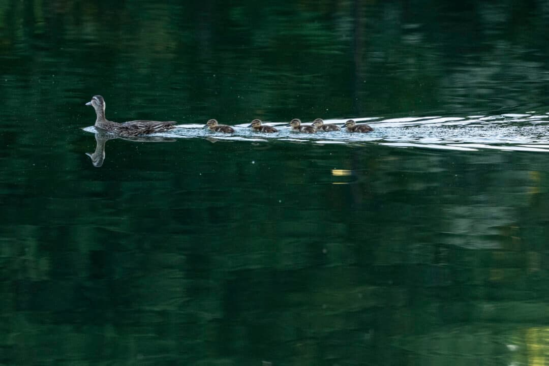 Ducks swim in the Lincoln Memorial Reflecting Pool in Washington, on June 20, 2026. (Ken Cedeno/AFP via Getty Images)