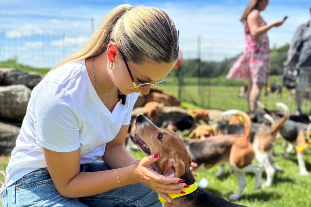 A woman pets a beagle transferred from Ridglan Farms on Marshall, Wis. on June 15, 2026. The research facility is closing, and its remaining dogs are being taken in by Big Dog Ranch Rescue. Ridglan Farms, a beagle breeding and biomedical research facility, met with protests in March and April, with an estimated 1,000 activists clashing with police during an attempt to rescue the dogs. Last year, a special prosecutor found the facility had engaged in mistreatment of the animals. Health Secretary Robert F. Kennedy Jr. has announced the launch of a new NIH office to transition away from animal testing toward modern, human-based science. (Big Dog Ranch Rescue via AP)