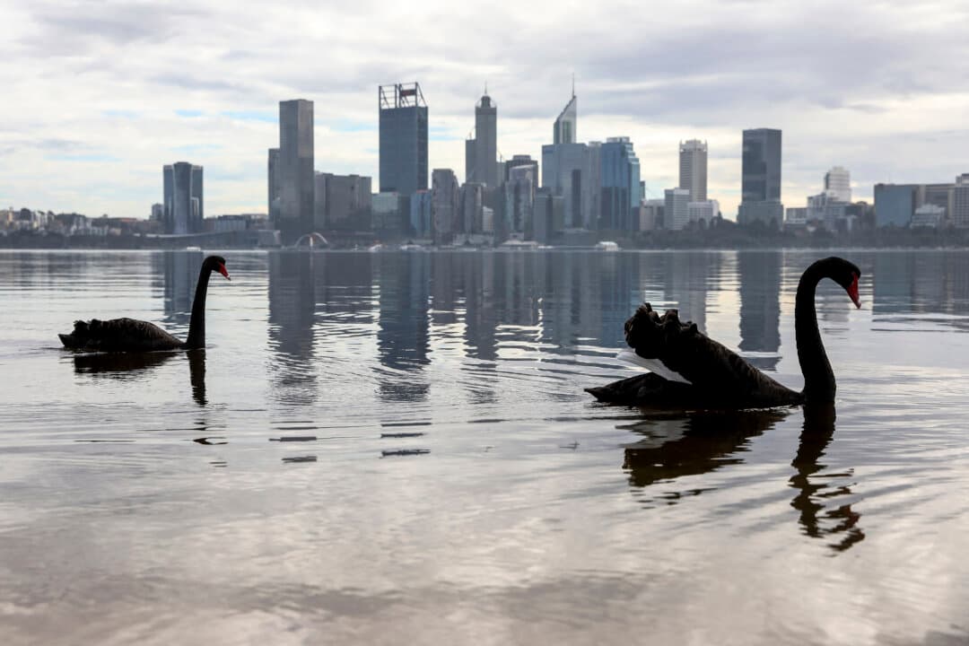Swans swim in front of the central business district of Western Australia's capital city of Perth, on June 22, 2026. Australia is checking for any sign of “entrenched” H5 bird flu in its wildlife after detecting the country's first two cases. Scientists confirmed at the weekend they had found the disease in a migratory sea bird, a brown skua, in remote Western Australia. (Antony Dickson/AFP via Getty Images)