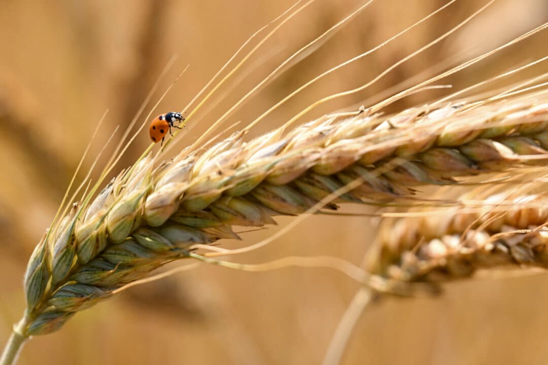 A ladybug alights on grain in a field in Frankfurt am Main, Germany, on June 22, 2026. (Kirill Kudryavtsev/AFP via Getty Images)