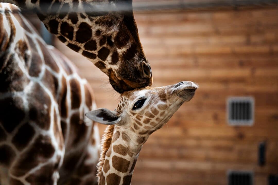 A newborn giraffe stands with its mother in their enclosure at Copenhagen Zoo, in Denmark, on June 22, 2026. (Sebastian Elias Uth/Ritzau Scanpix/AFP via Getty Images)