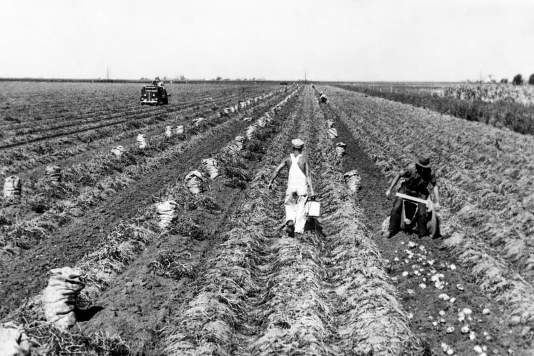 Farmers harvest potatoes in an unknown location in the United States, in this file photo from the 1930s. Before 1880, the American workforce was rooted in agriculture, but by 2000 the proportaion of farm-related workers had fallen to less than 1 percent of the workforce. (Stringer/Files-ACME/AFP via Getty Images)