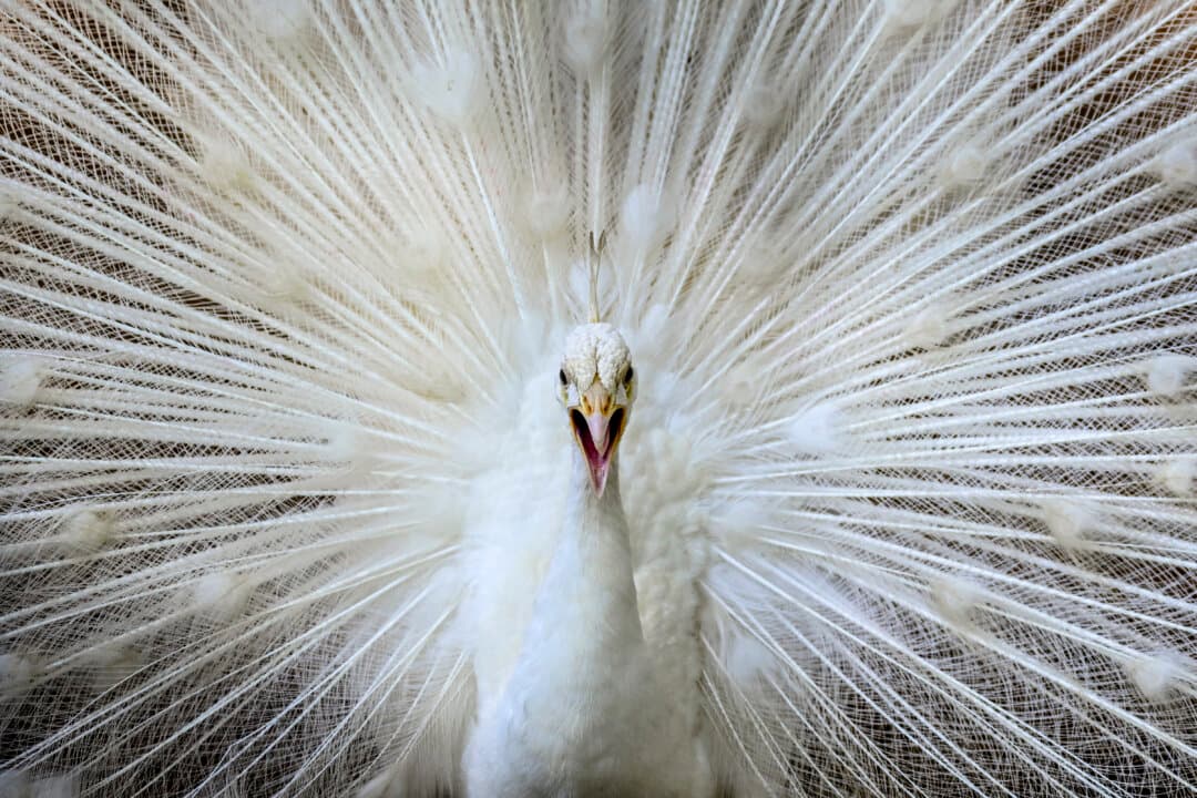 A white peacock at the National Zoological Gardens in Dehiwala near Colombo, Sri Lanka, on July 3, 2026, marking the zoo's 90th anniversary. (Ishara S. Kodikara/AFP via Getty Images)