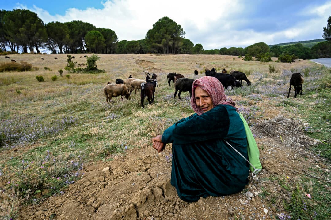 A woman poses for a picture as her animals graze in the village of Ain Draham in northwestern Tunisia's Jendouba governorate on July 3, 2026. (Fethi Belaid/AFP via Getty Images)