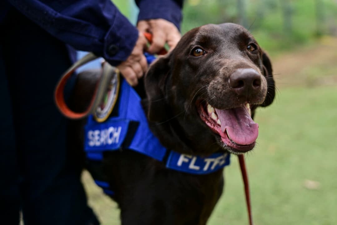 A woman of the Rescue Florida Task Force 2 team walks her labrador retriever dog Sisu, who participated in the earthquake rescue efforts, at a camp in Maiquetia, La Guaira state, Venezuela, on July 4, 2026. (Martin Bernetti/AFP via Getty Images)