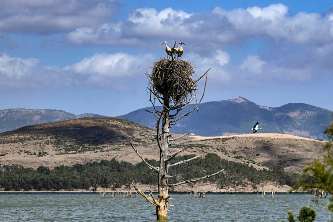 Storks perch atop a partially submerged tree in the Sidi el-Barrak dam reservoir, which recently refilled with water after years of drought, in the Nefza district of northwestern Tunisia, on July 4, 2026. (Fethi Belaid/AFP via Getty Images)