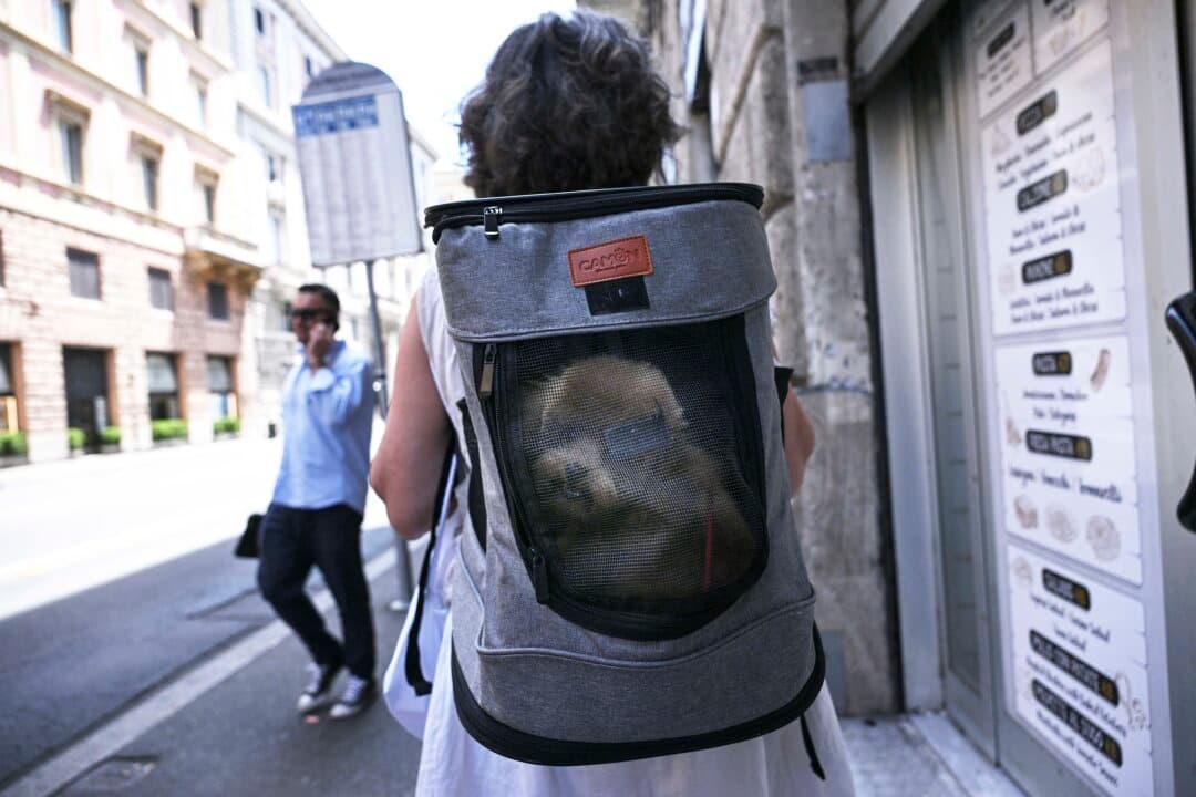 A woman carries her dog in a pet backpack in Rome on July 8, 2026, as parts of Europe experience another heatwave. (Andreas Solaro/AFP via Getty Images)