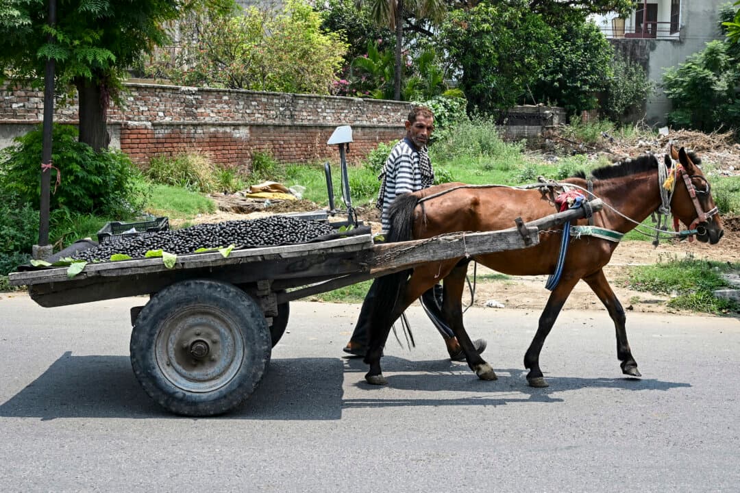 A vendor sells black plums from a horse-drawn cart along a street in Amritsar, India, on July 9, 2026. (Narinder Nanu/AFP via Getty Images)