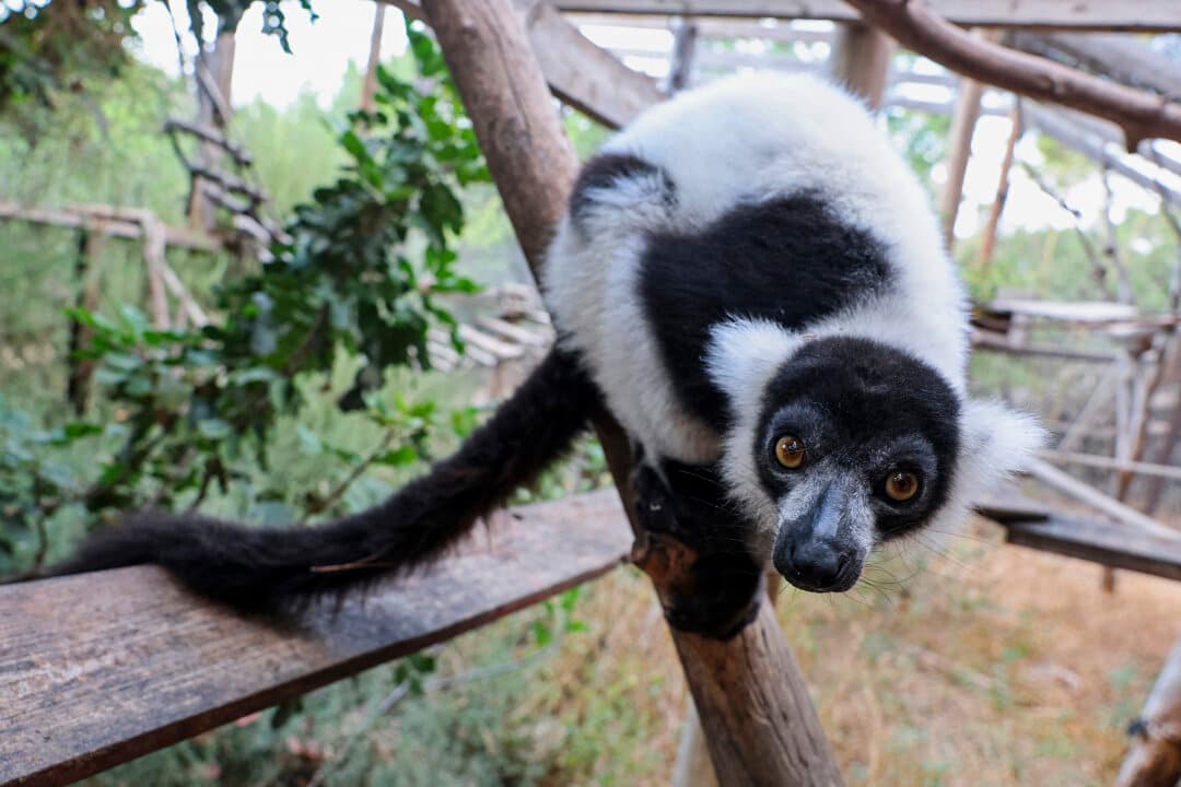 A black-and-white ruffed lemur at the Primate Sanctuary Foundation at Kfar Daniel in Israel on July 9, 2026. The Primate Sanctuary Foundation rescues and rehabilitates primates from research laboratories, children's zoos, and illegal ownership. (Jack Guez/AFP via Getty Images)