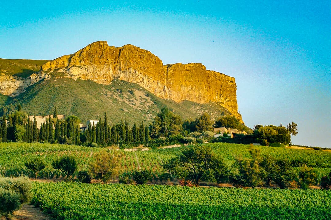 Vineyard parcels below the ochre limestone cliffs of Cap Canaille in Cassis, Bouches-du-Rhone, Provence-Alpes-Cote d'Azur, France, on July 9, 2026. The Cassis wine area is known for its family estates, white wine production, and Mediterranean vibe. (Thomas Flattard/Hans Lucas/AFP via Getty Images)