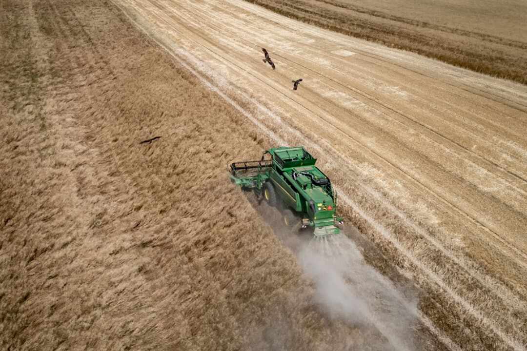 Birds of prey fly overhead as a combine harvester reaps a field, trailing a cloud of dust amid drought conditions during a heatwave near Les Geneveys-sur-Coffrane, Switzerland, on July 10, 2026. (Fabrice Coffrini/AFP via Getty Images)