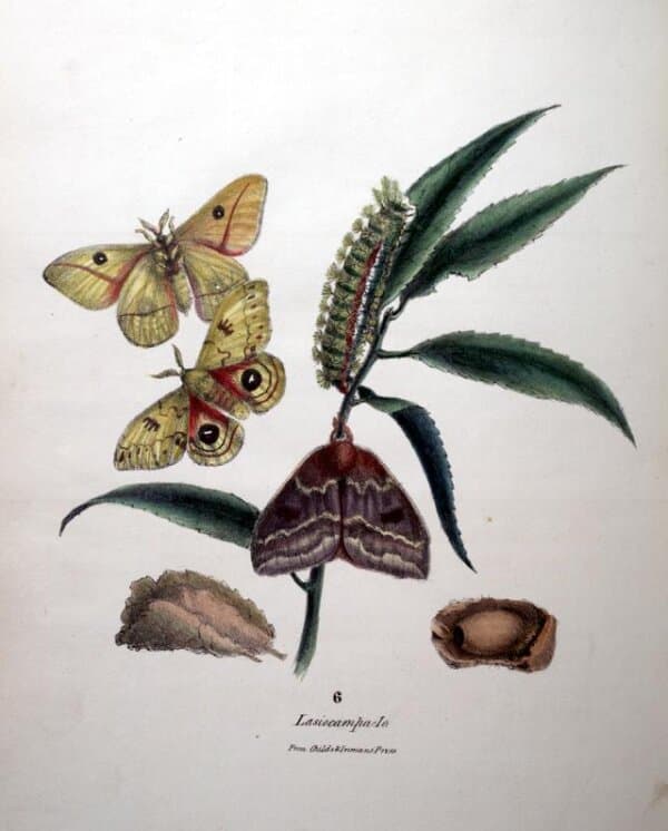 “Automeris io,” 1833, by Titian Peale II. (Public Domain)