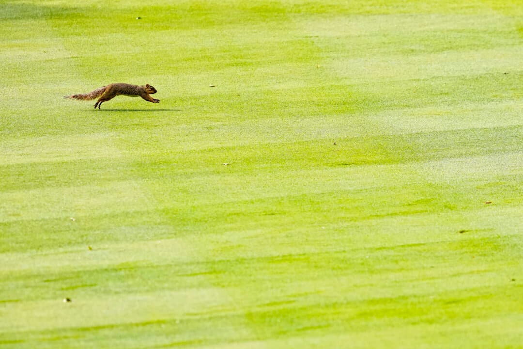 A squirrel runs across the 12th fairway during the second round of the Kaulig Companies Championship 2026 at Firestone Country Club in Akron, Ohio, on July 10, 2026. (Dylan Buell/Getty Images)
