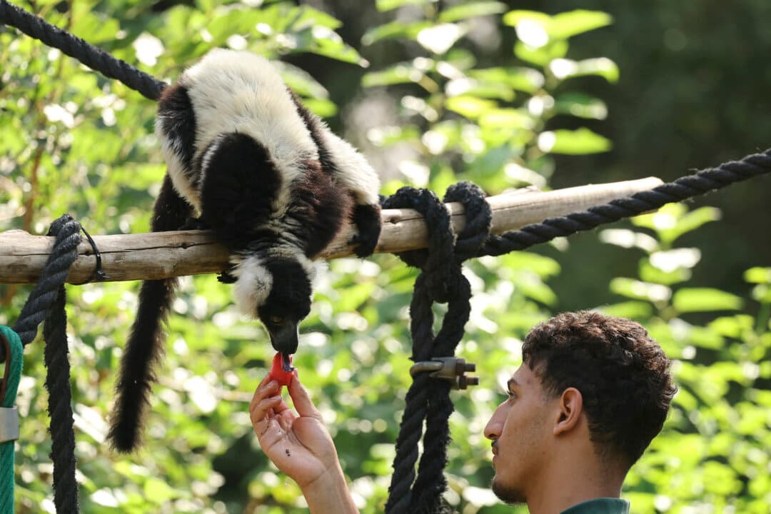 A black-and-white ruffed lemur munches on a piece of fruit-flavored ice at a zoo amid a heatwave in Israel on July 13, 2026. (Jack Guez/AFP via Getty Images)