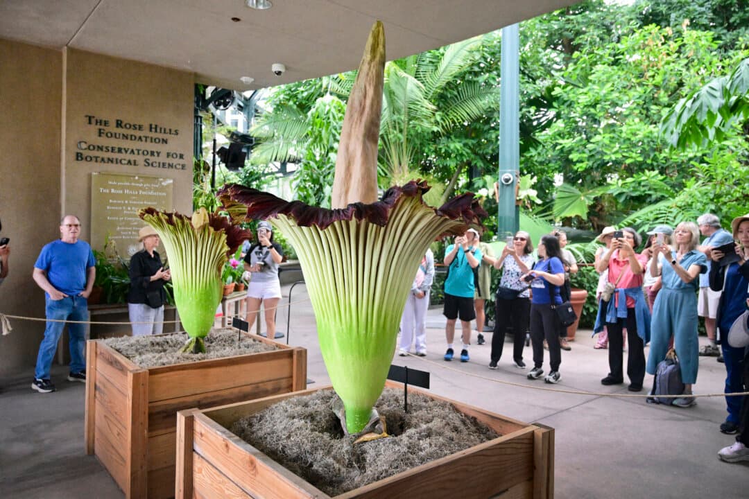 The blooming flowers, Ordorysseus (R) and Odora (L), seen on display at the Huntington Gardens in San Marino, Calif., on July 13, 2026, with each bloom remaining at its most spectacular for only about 24 hours before beginning to fade. (Frederic J. Brown/AFP via Getty Images)