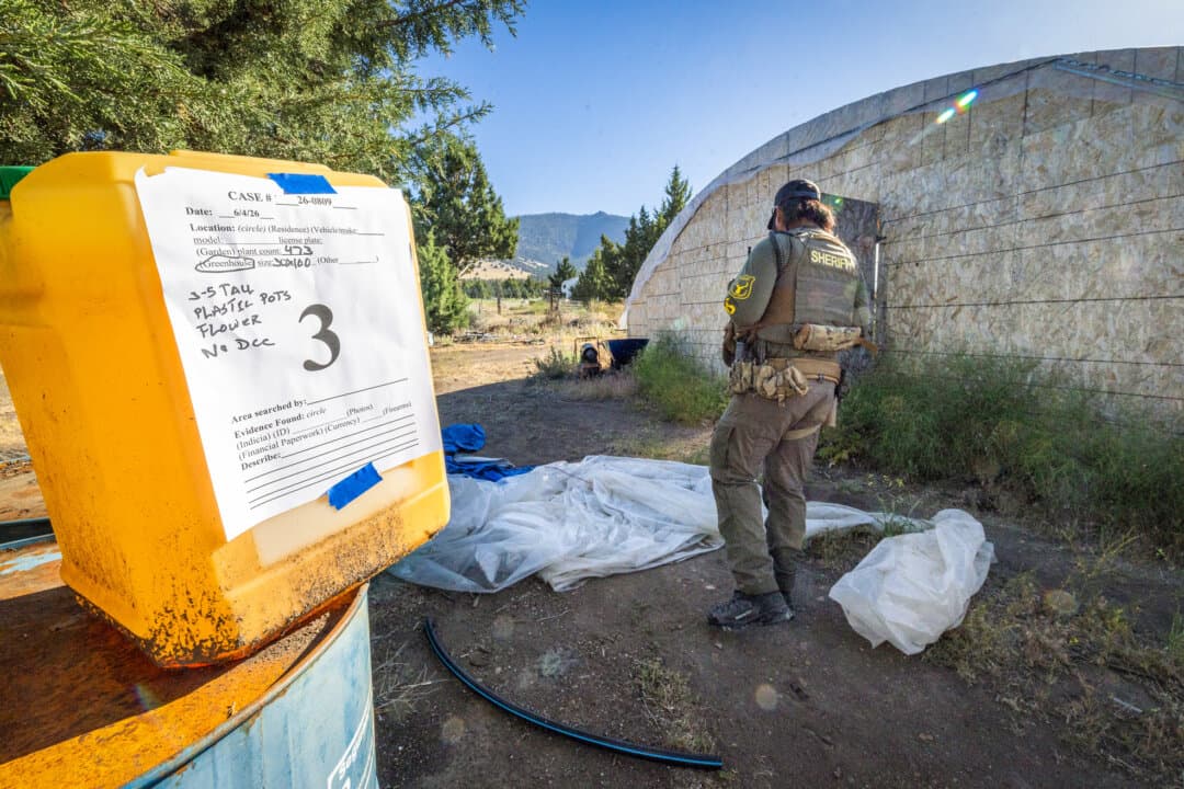 Deputies with the Siskiyou County Sheriff's Department gather evidence from an illegal marijuana farm outside Montague, Calif., on June 4, 2026. Siskiyou County Sheriff Jeremiah LaRue says the volume of illegal marijuana eradicated is a drop in the bucket compared to the amount that’s grown and sold on the black market. (John Fredricks/The Epoch Times)