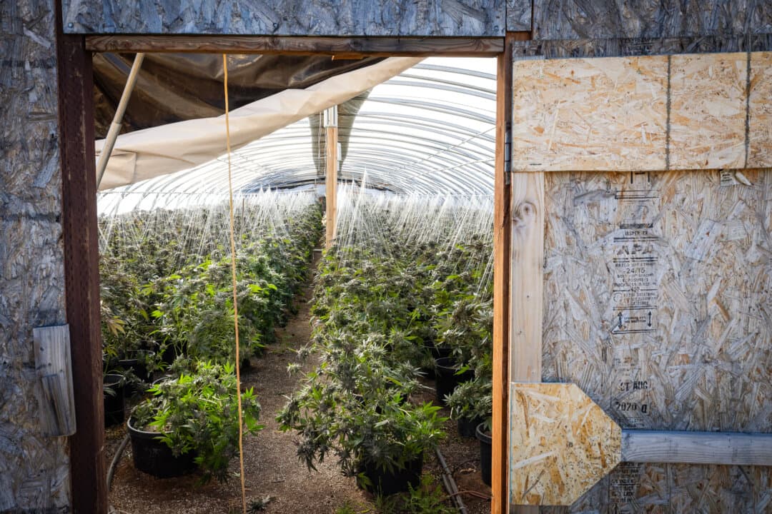 Illegal marijuana plants grow in hoop houses outside Montague, Calif., on June 4, 2026. A typical pound of processed black-market marijuana may sell for a couple hundred dollars in California, but fetches much more elsewhere. (John Fredricks/The Epoch Times)