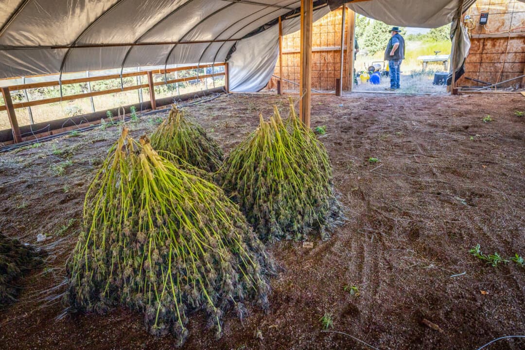 Illegal marijuana plants grow within covered hoop houses outside Montague, Calif., on June 4, 2026. (John Fredricks/The Epoch Times)