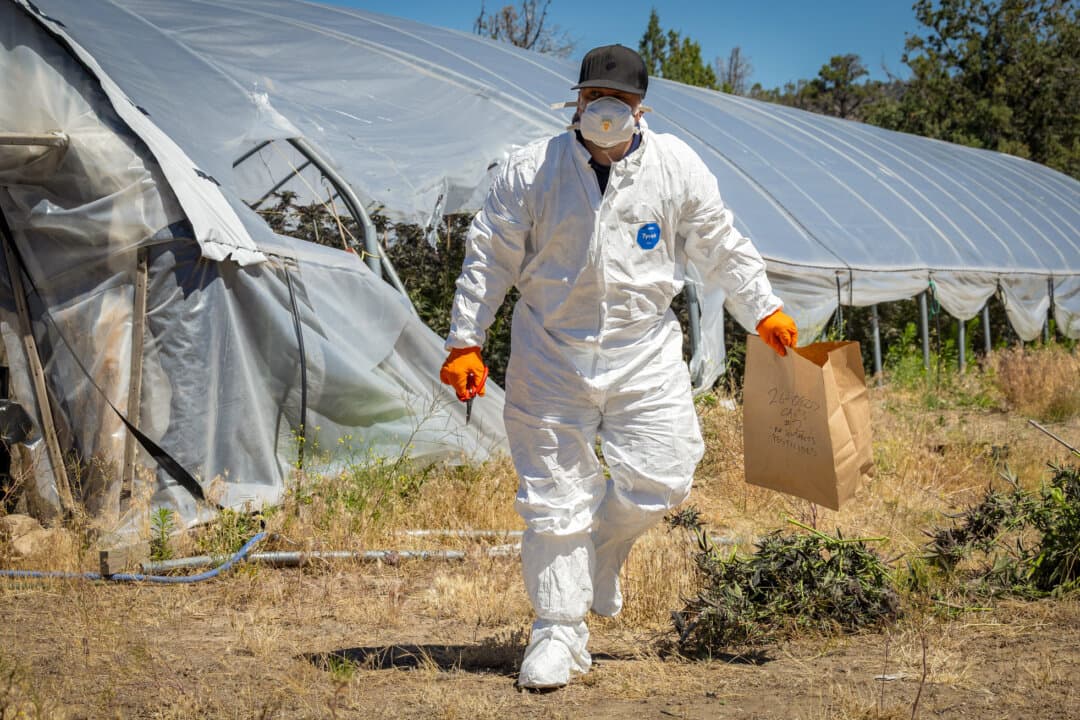 A Siskiyou County official obtains evidence of pesticides being used at illegal marijuana farms outside of Montague, Calif., on June 4, 2026. Highly toxic, banned, foreign-labeled pesticides are used to grow black market cannabis at about 80 percent of the county sites. (John Fredricks/The Epoch Times)